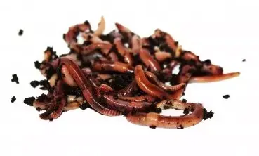 Originální Žížaly - krabička