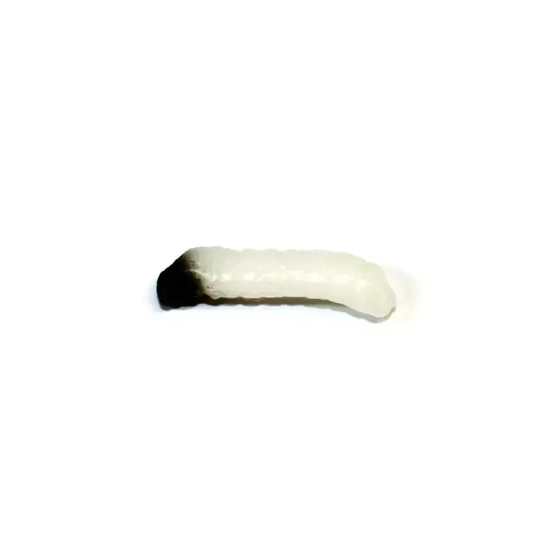 Revol Baits nástraha Caddis Larva 20mm příchuť sýr-česnek, barva bílá 10ks Originální